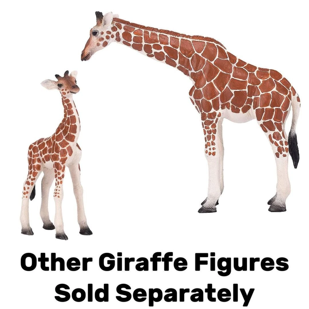 Male Giraffe - Mojo