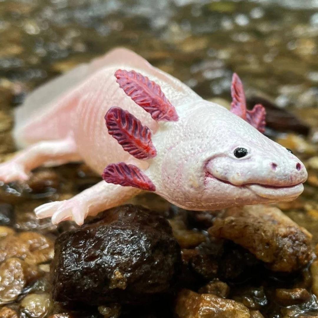 Axolotl Figurine - Hand Painted & Collectible Toy - Safari Ltd 104650