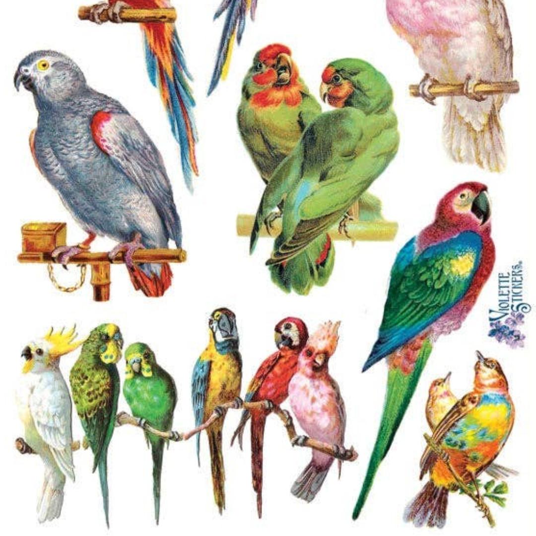 Parrots & Parakeets Stickers - Tropical Birds of Paradise Sticker Sheet