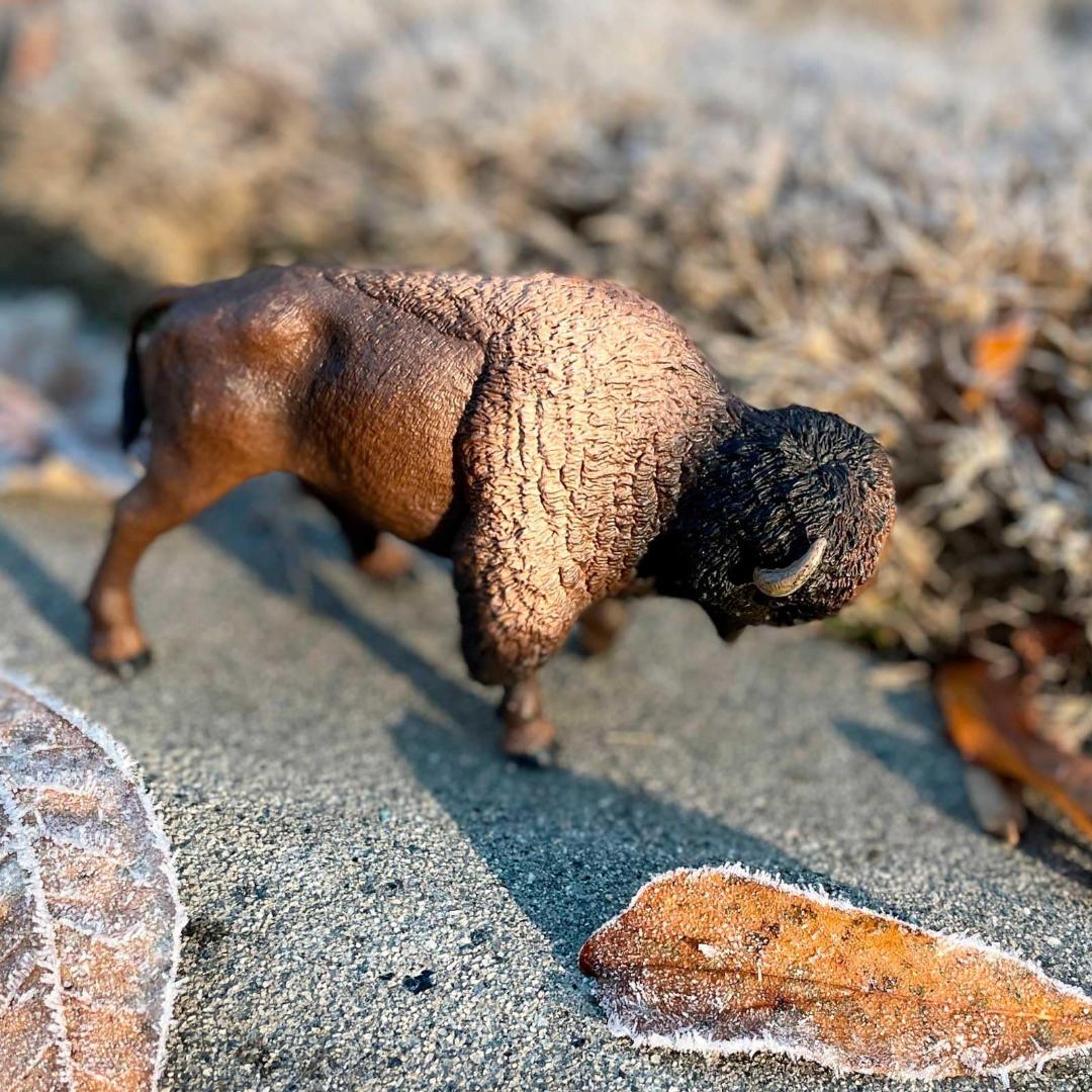Bison Figurine - Hand Painted Collectible Wild Animal Toy Figure - Safari Ltd