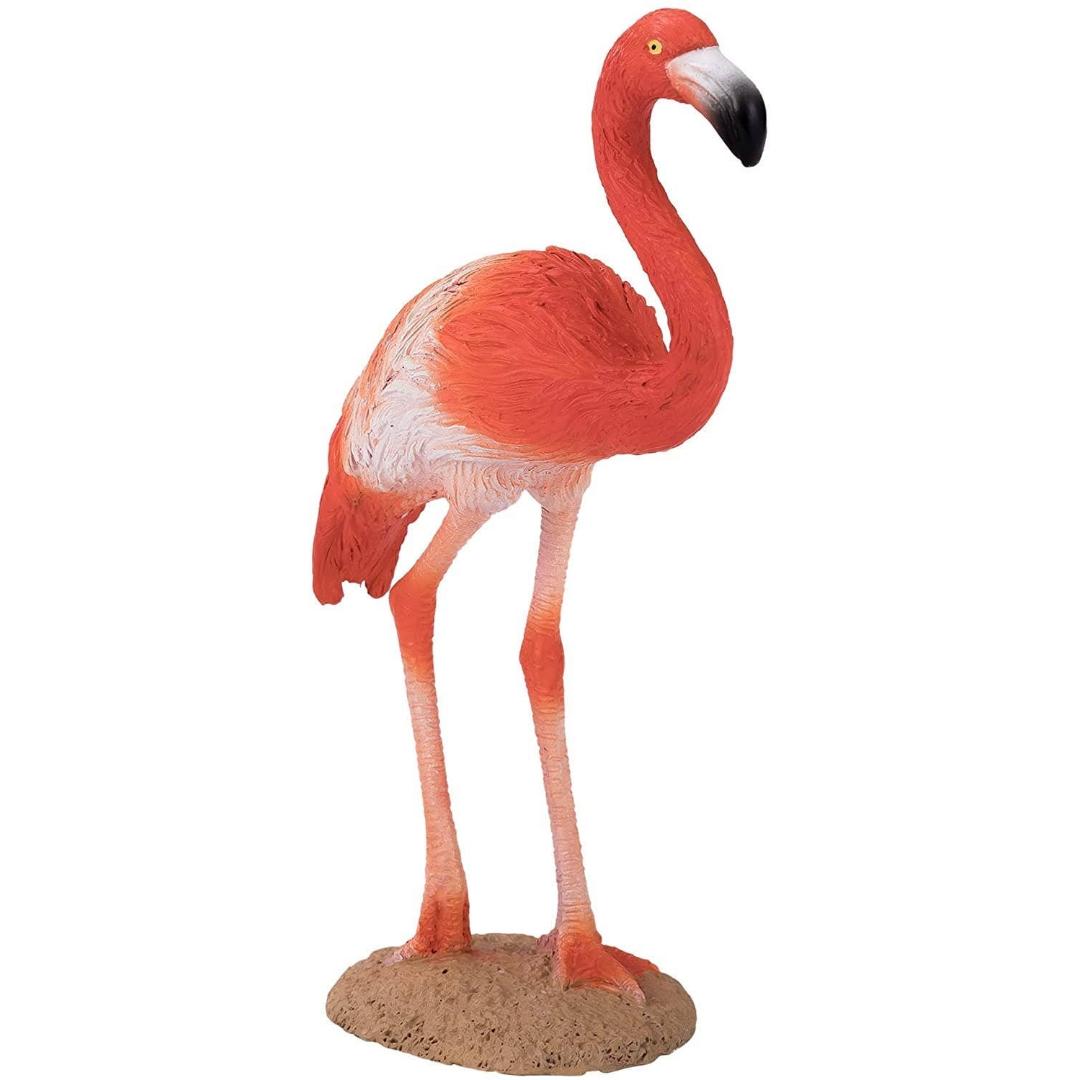 American Flamingo - Mojo