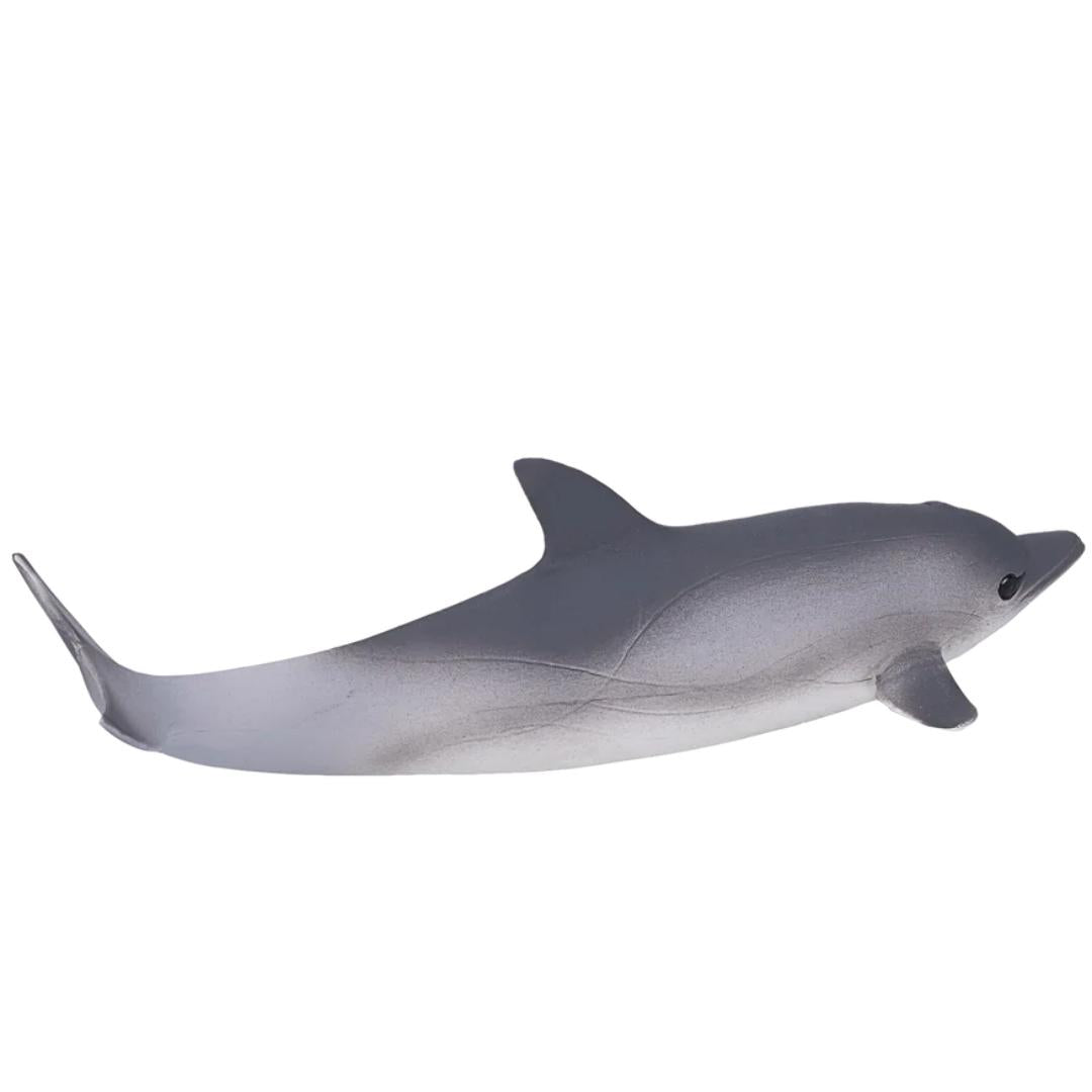 Common Dolphin - Mojo
