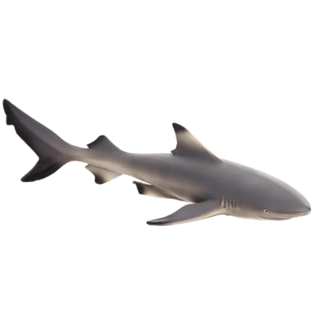 Blacktip Reef Shark - Mojo