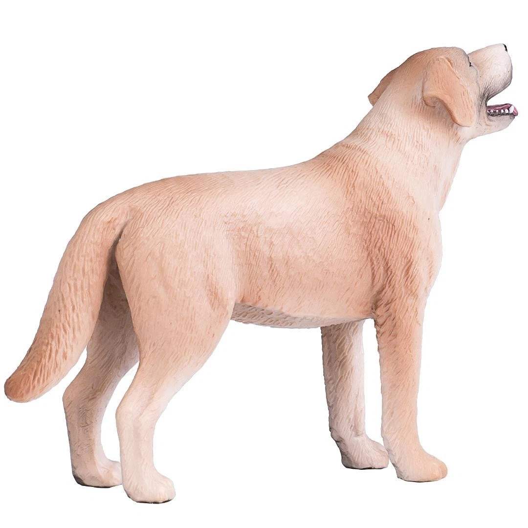 Labrador Dog - Mojo