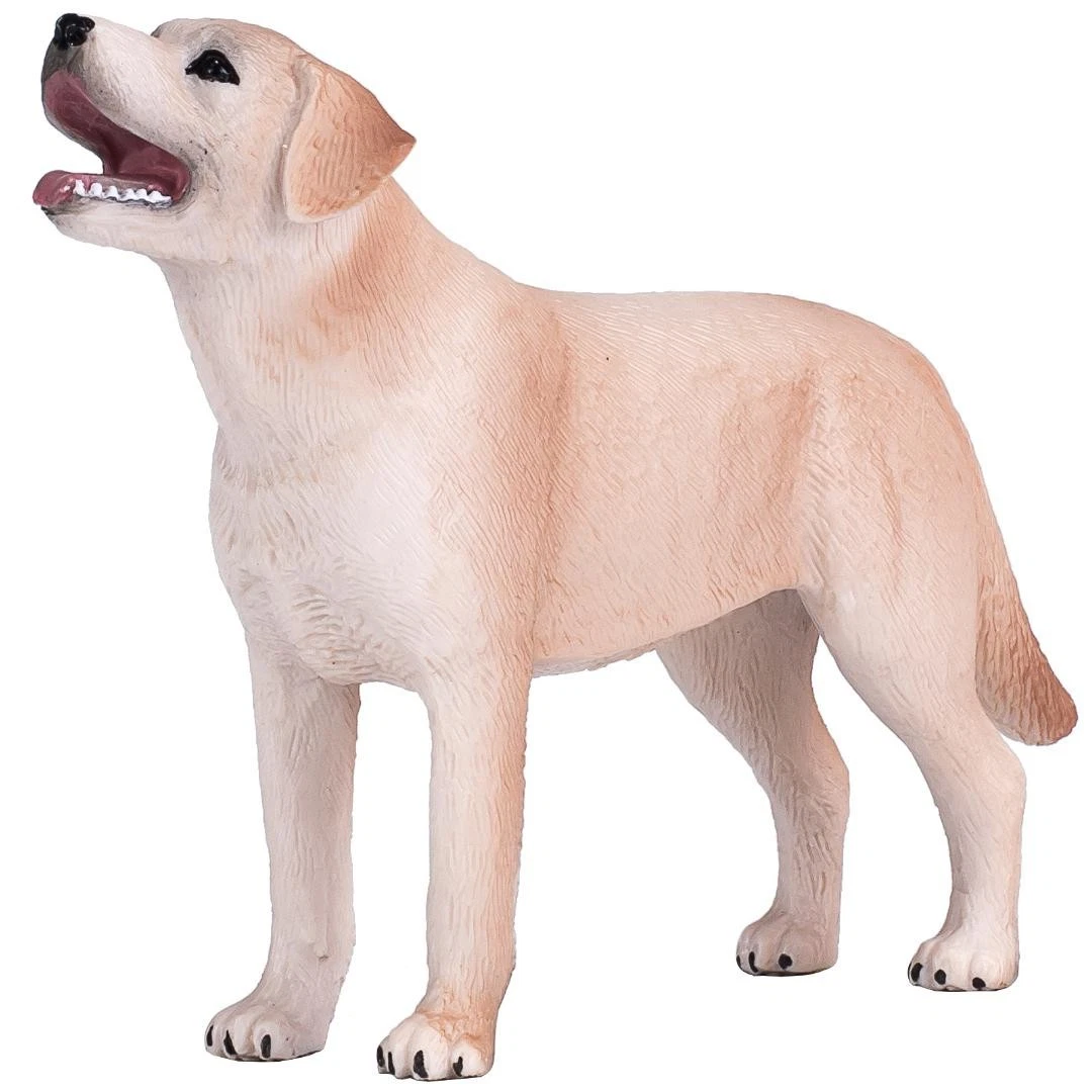 Labrador Dog - Mojo