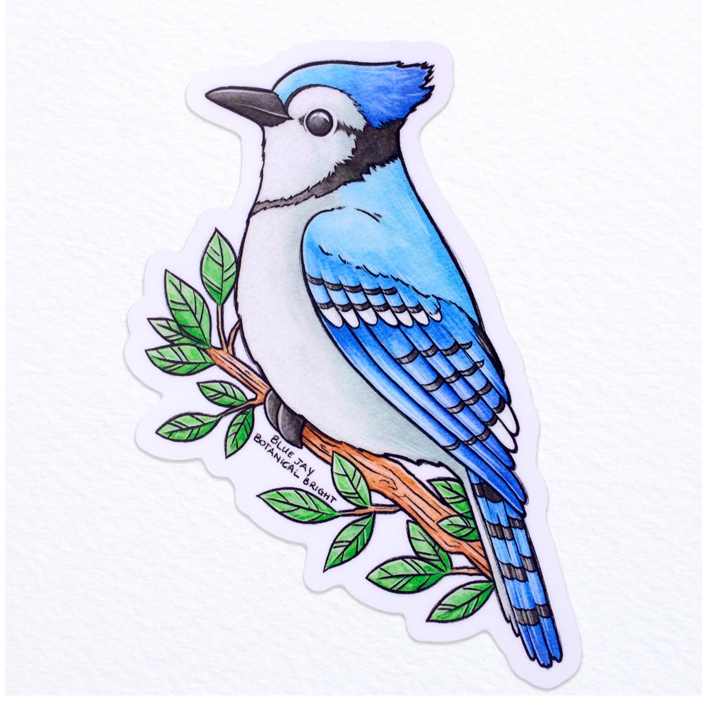 Blue Jay Bird Sticker - Waterproof Vinyl