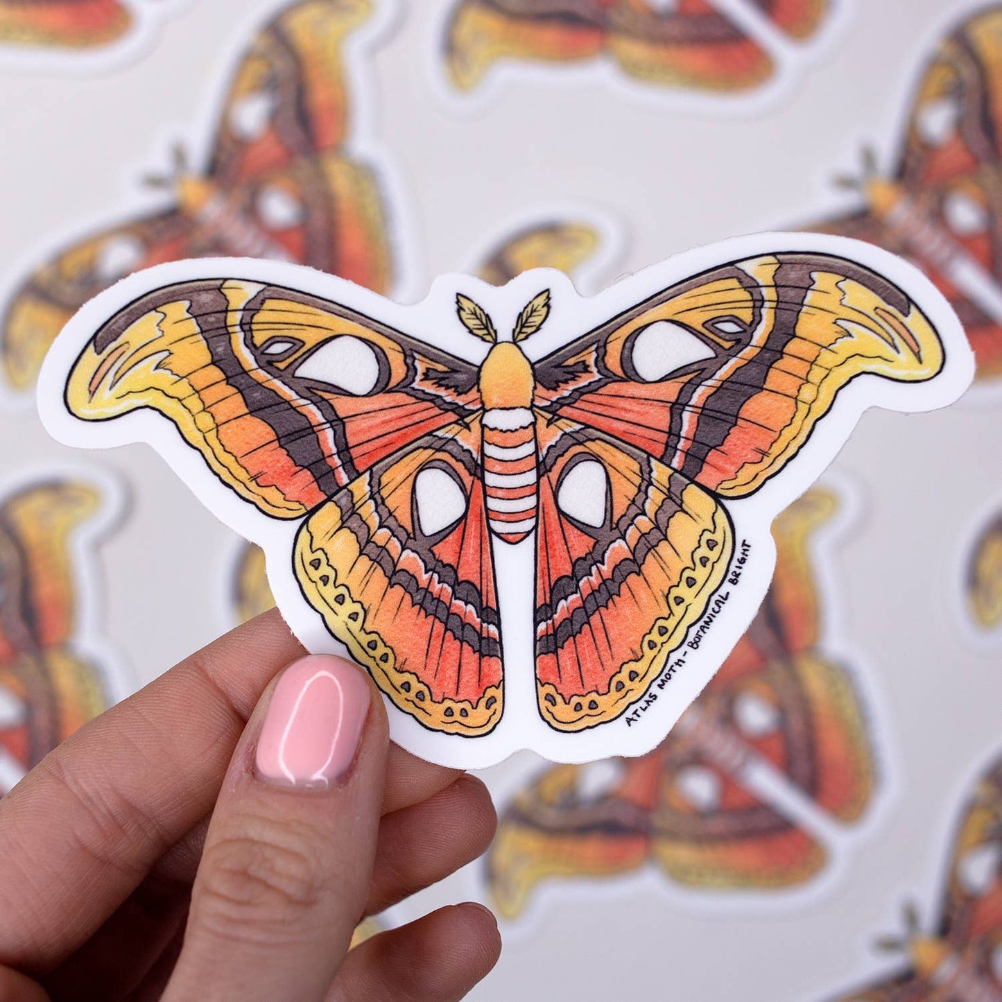 Atlas Moth Sticker - Waterproof Vinyl Nature Decal