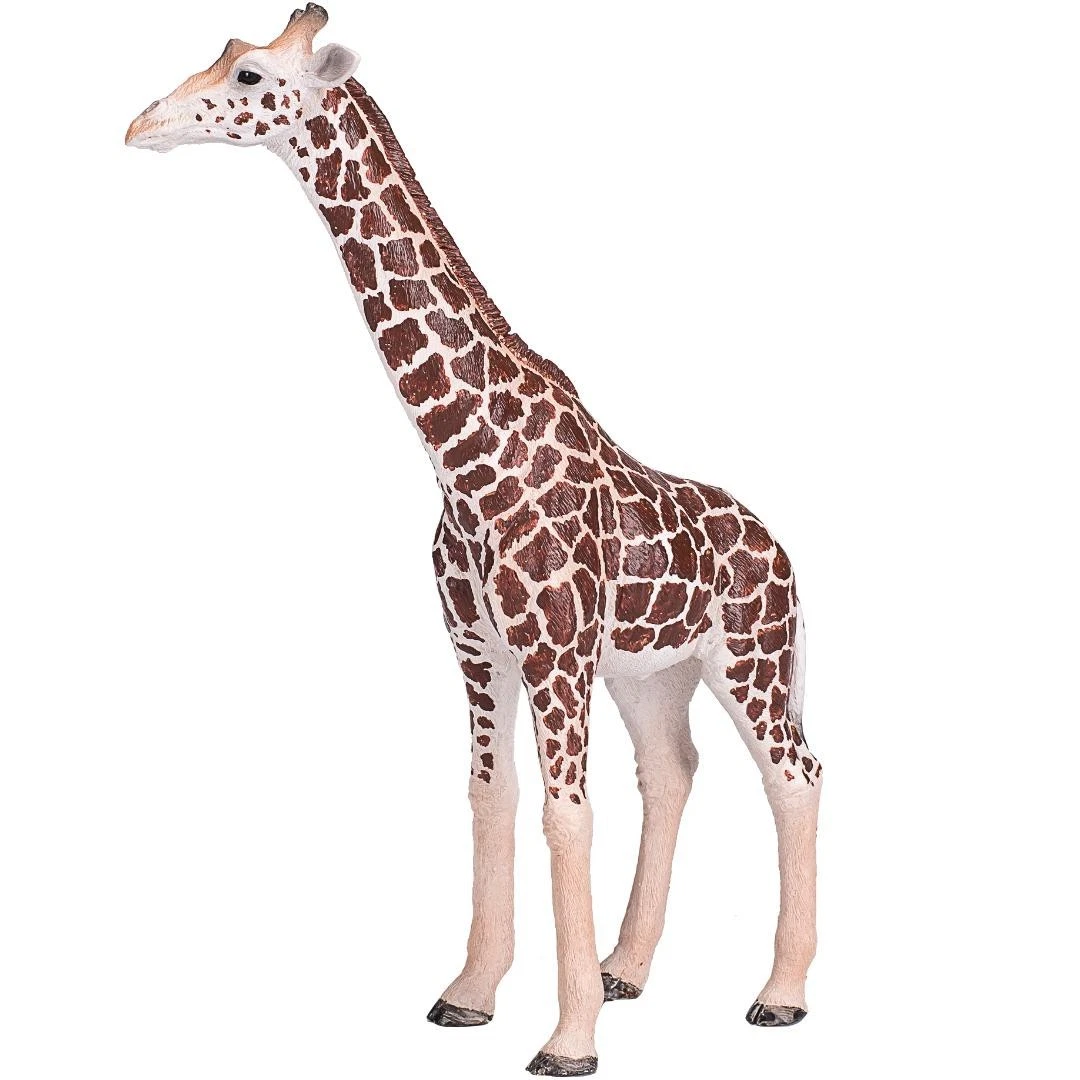 Male Giraffe - Mojo