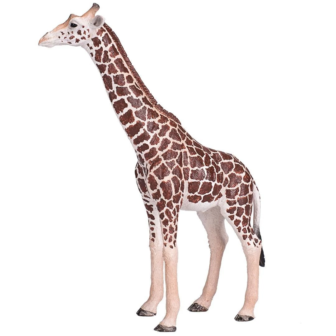Male Giraffe - Mojo