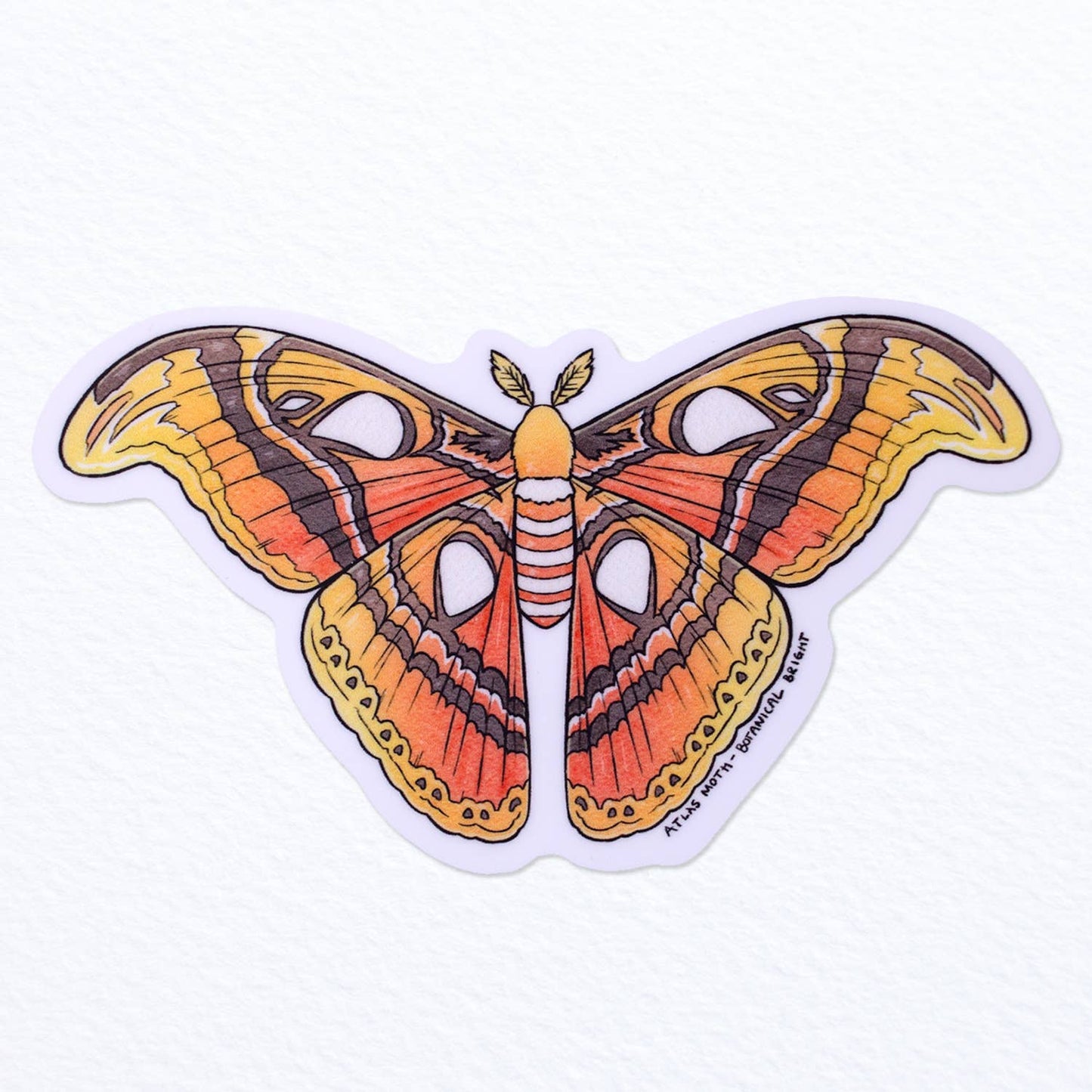 Atlas Moth Sticker - Waterproof Vinyl Nature Decal