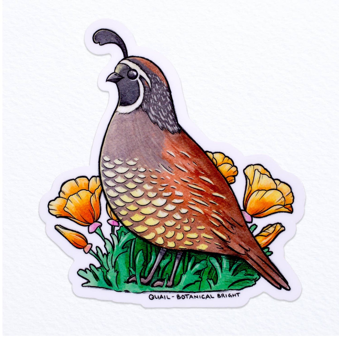 Quail Bird Sticker - Waterproof Vinyl