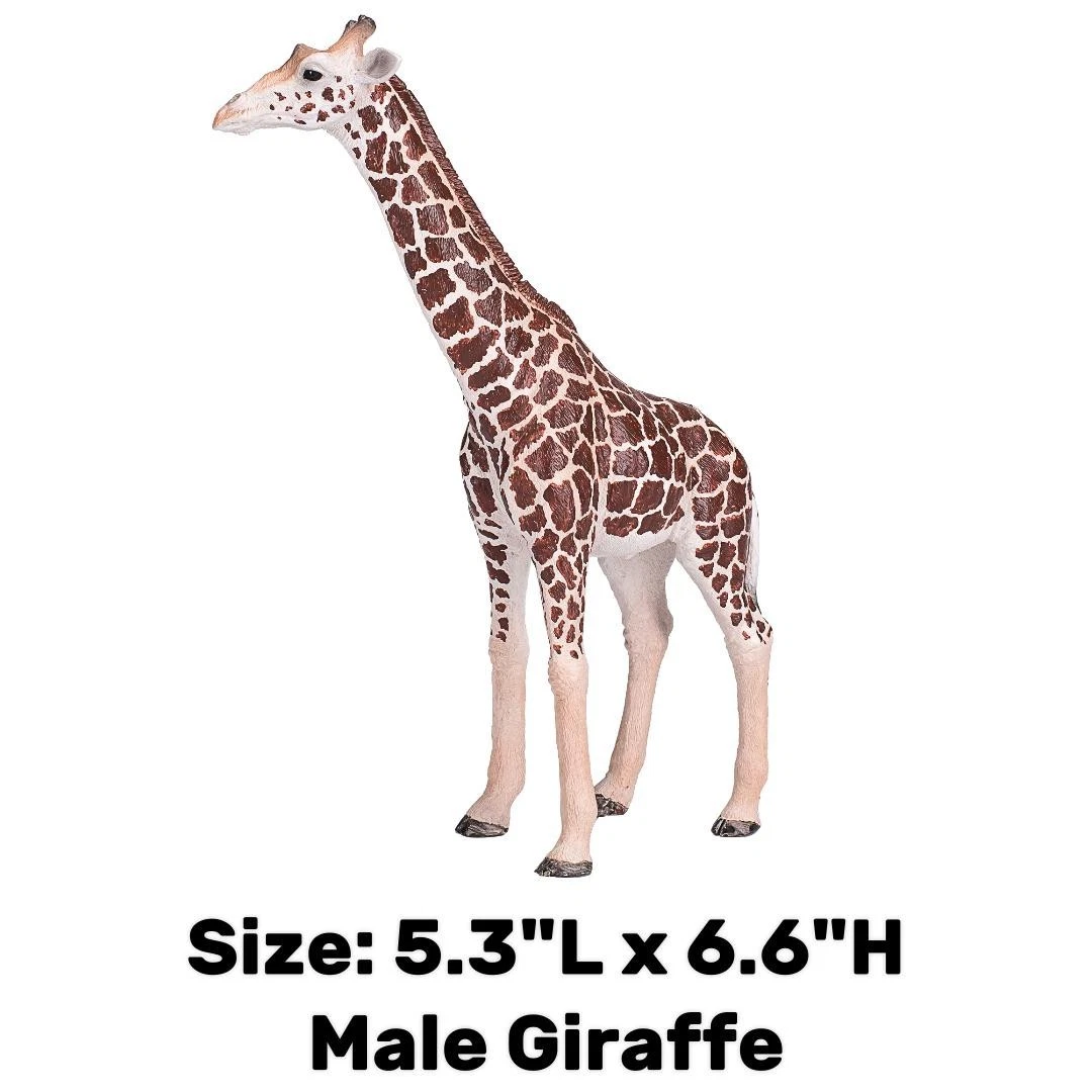 Male Giraffe - Mojo