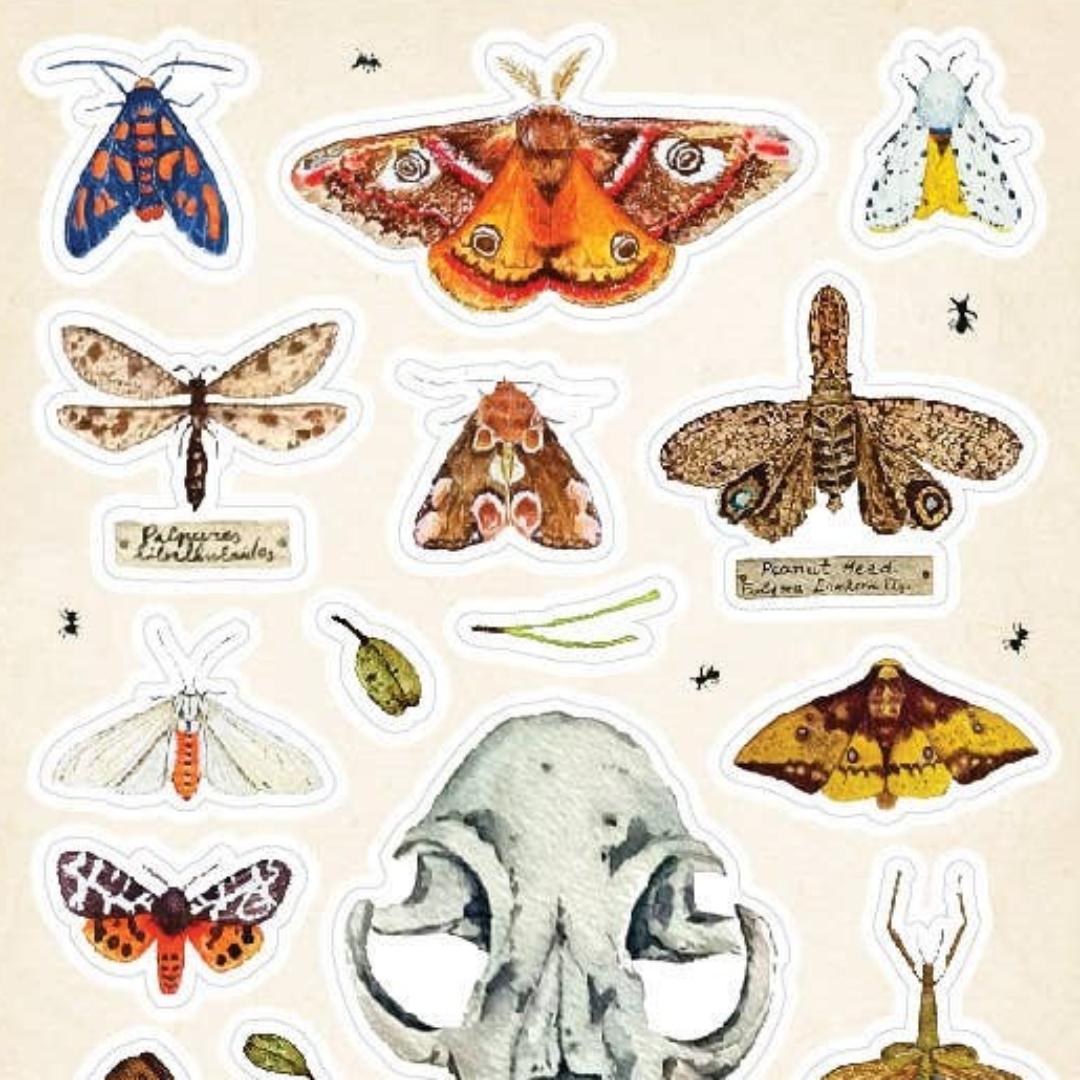 Nature Study Stickers - Animal Skull, Moths, Turtle Shell, & Insects Sticker Sheet