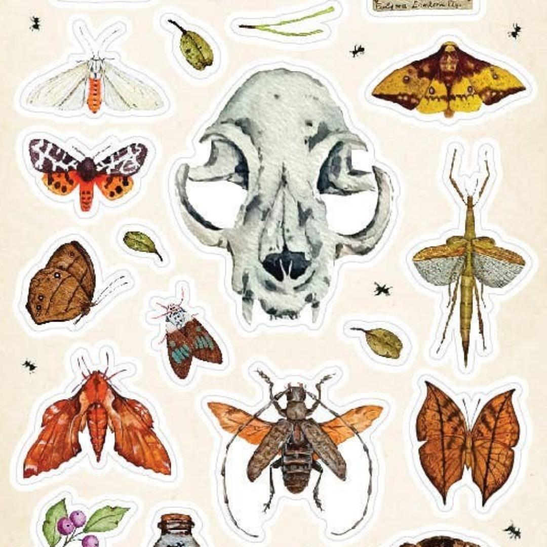 Nature Study Stickers - Animal Skull, Moths, Turtle Shell, & Insects Sticker Sheet
