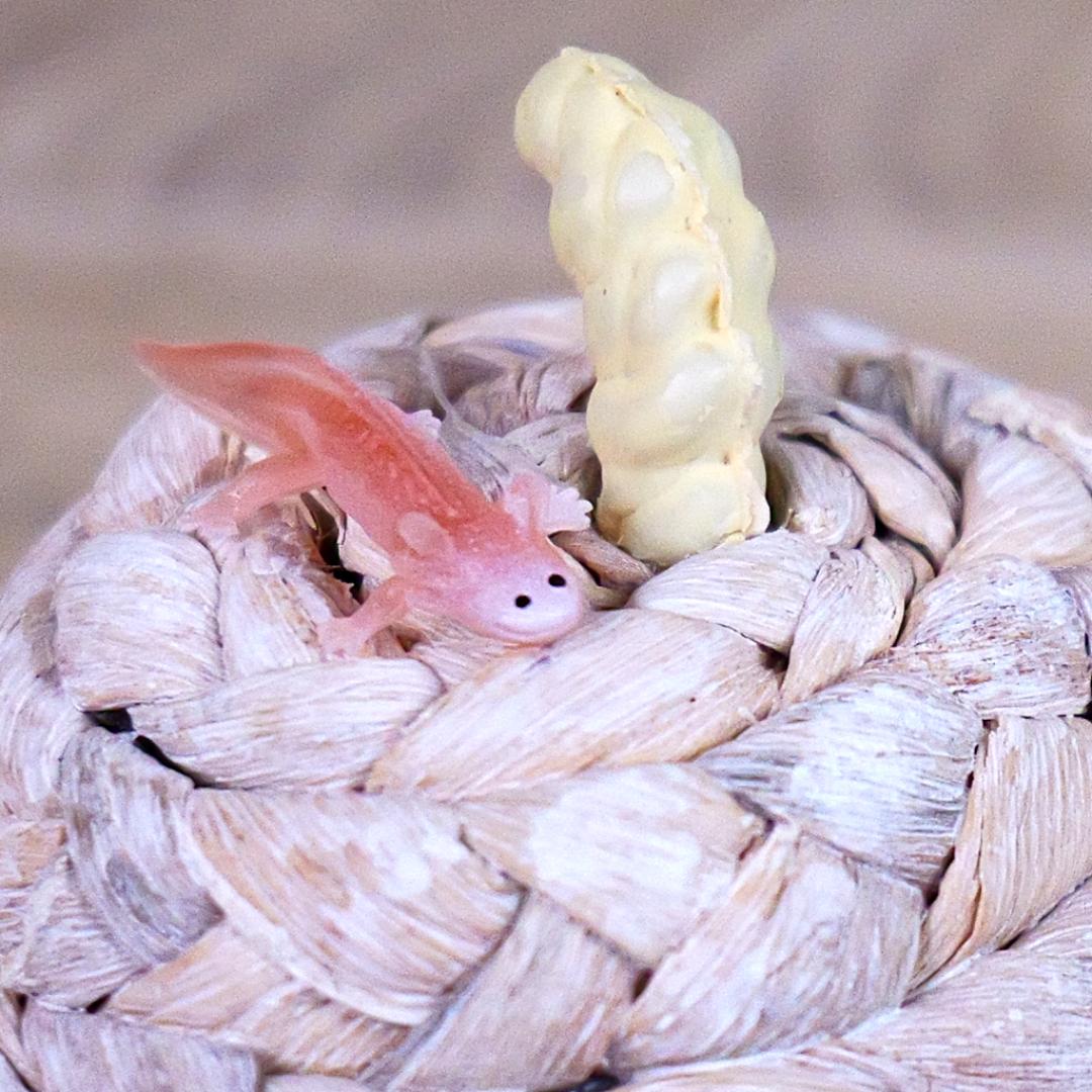 Axolotl Good Luck Minis Figure - Hand Painted & Collectible Miniature Figurine - Safari Ltd