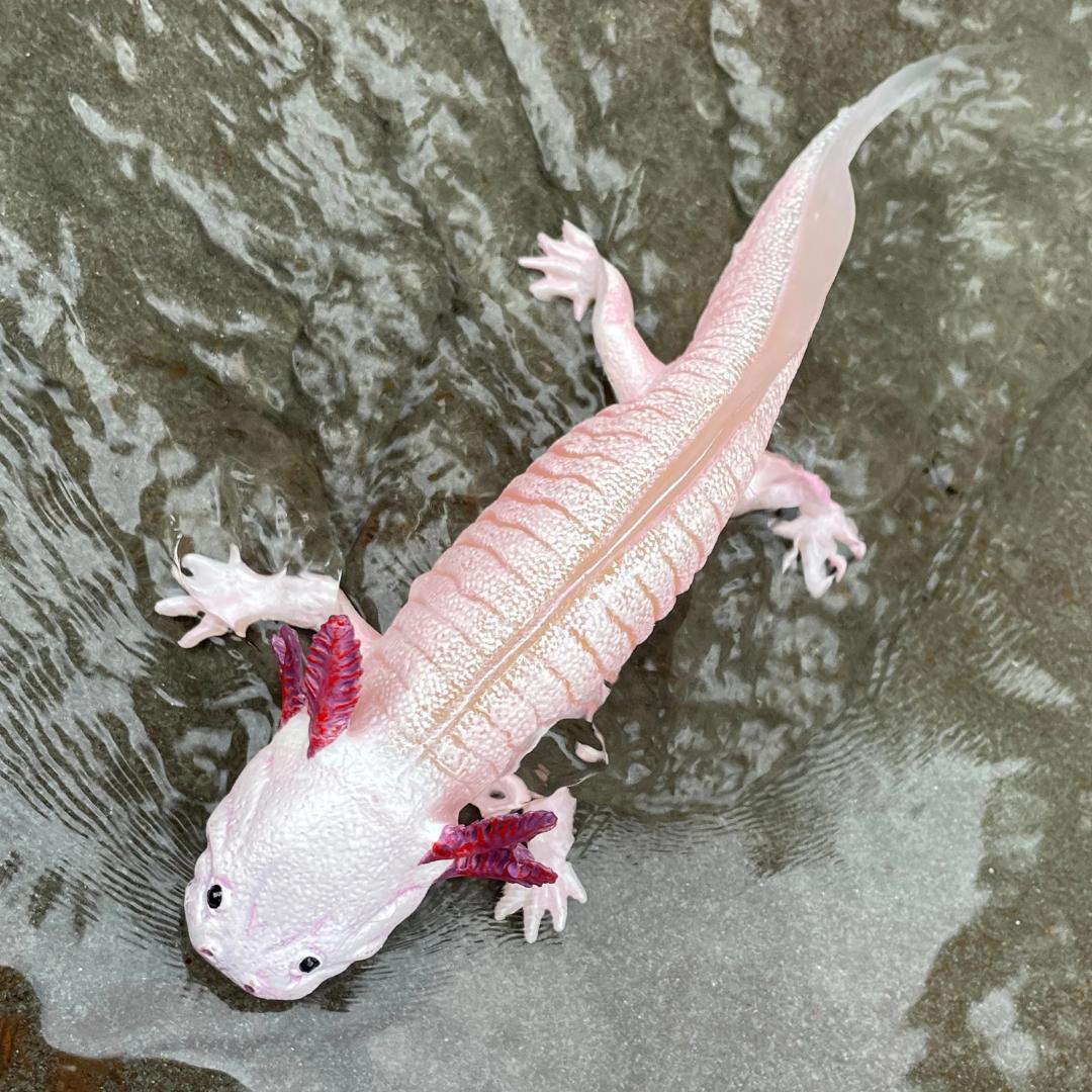 Axolotl Figurine - Hand Painted & Collectible Wild Animal Toy Figure - Safari Ltd 104650