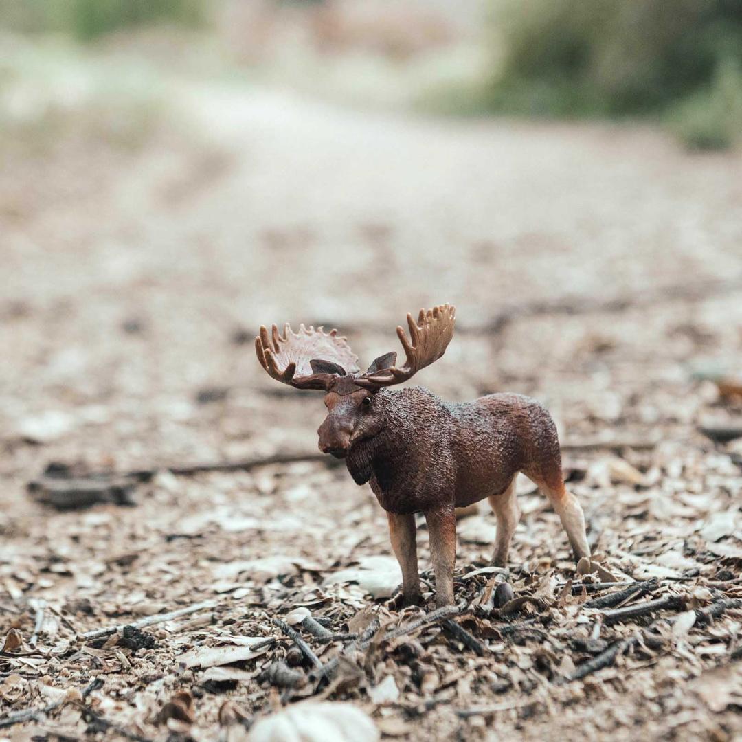 Bull Moose Figurine - Hand Painted Wildlife Toy Figure - Safari Ltd 181029