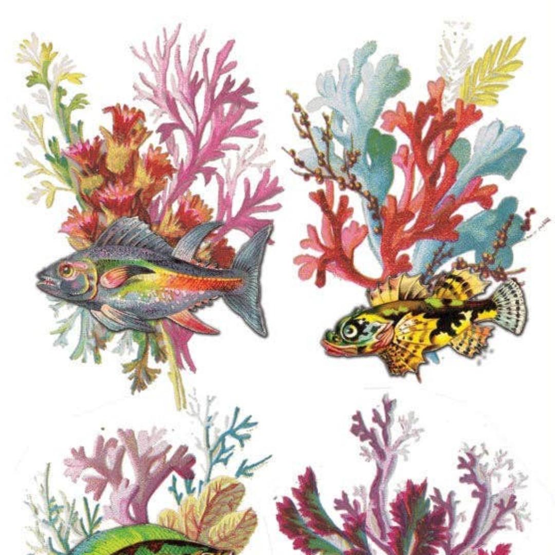 Rainbow Reef Fish Stickers - Sea Life, Coral, & Ocean Sticker Sheet