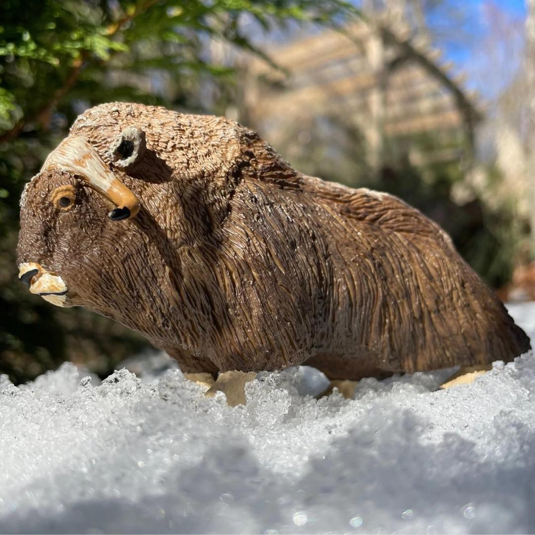 Muskox Figurine - Hand Painted Wild Animal Toy Figure - Safari Ltd