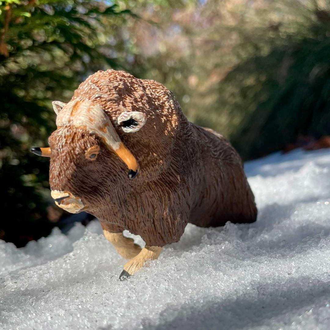 Muskox Figurine - Hand Painted Wild Animal Toy Figure - Safari Ltd
