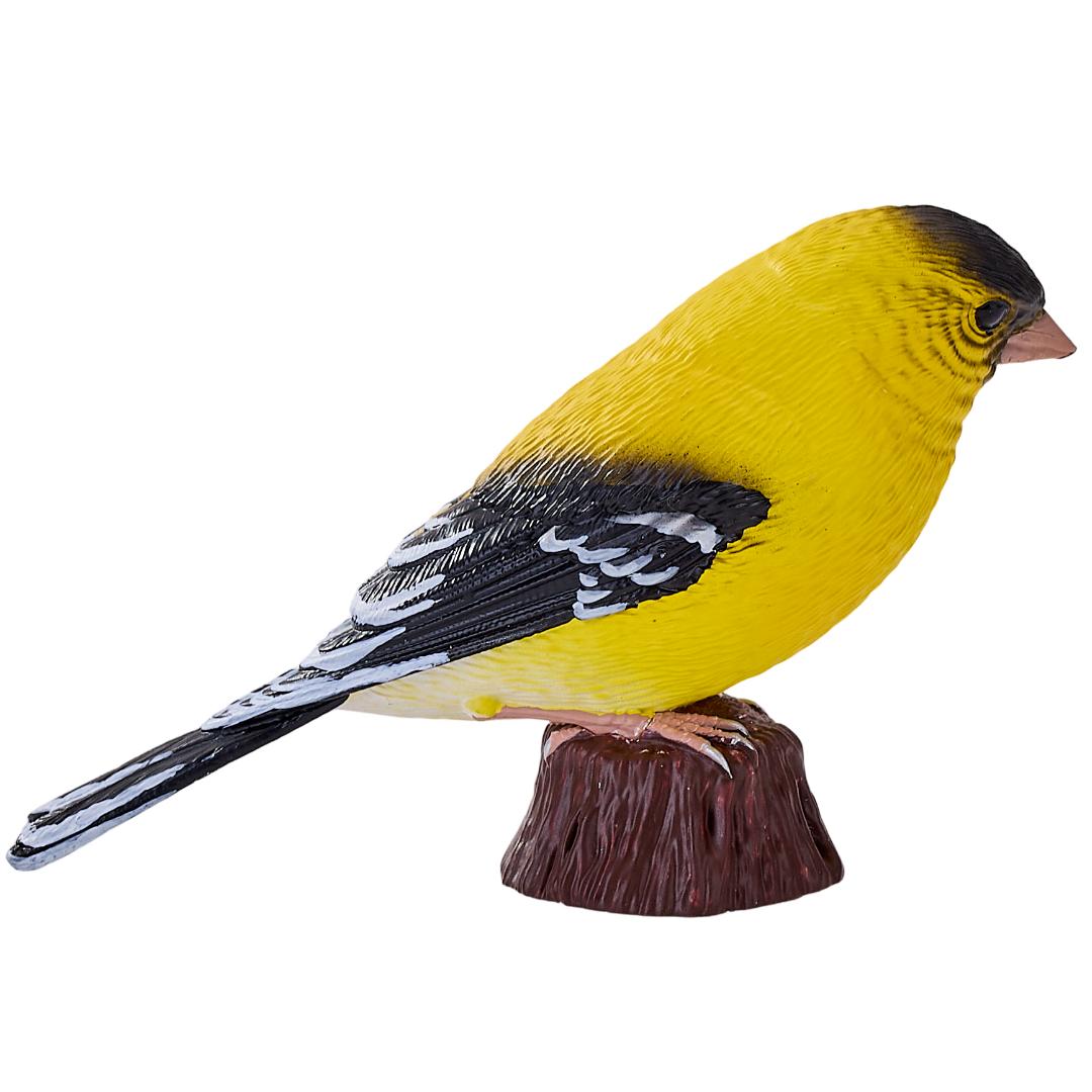 American Goldlfinch - Mojo Fun