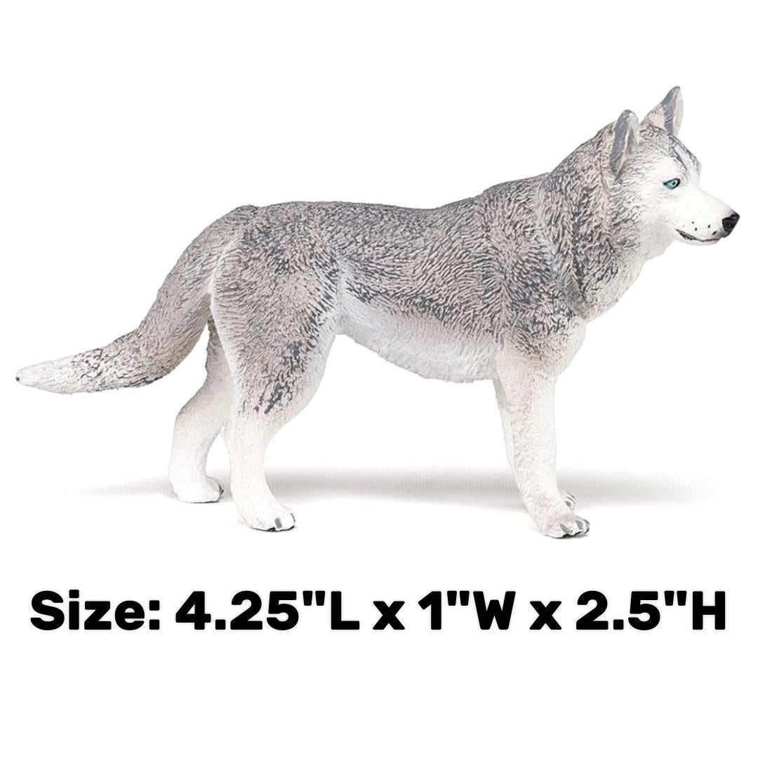 Siberian Husky - Papo