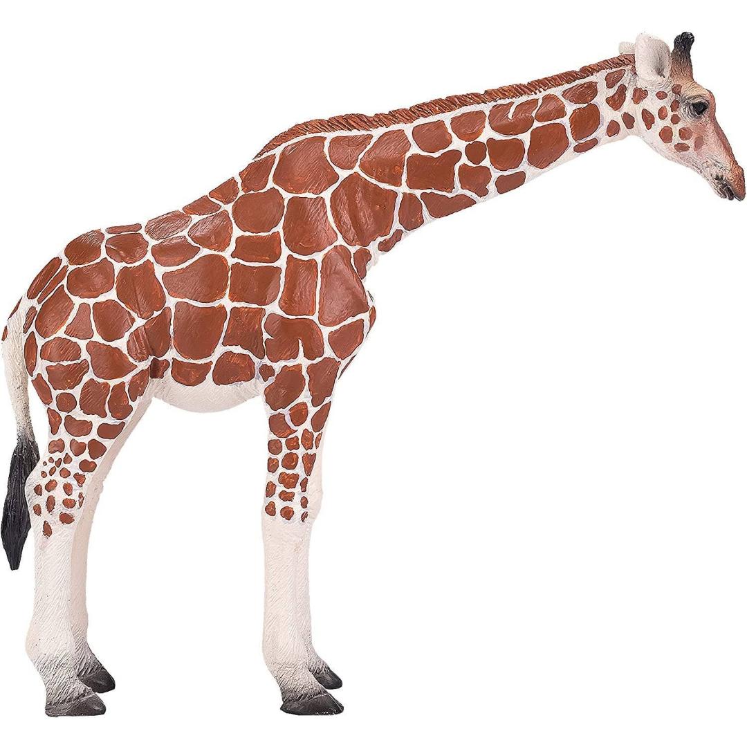 Female Giraffe - Mojo