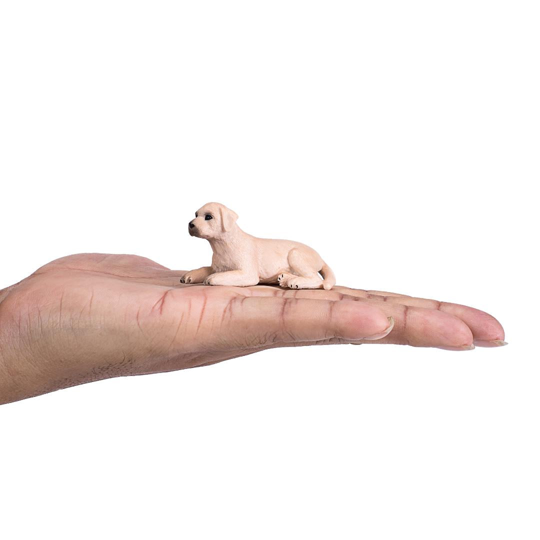 Labrador Puppy - Mojo