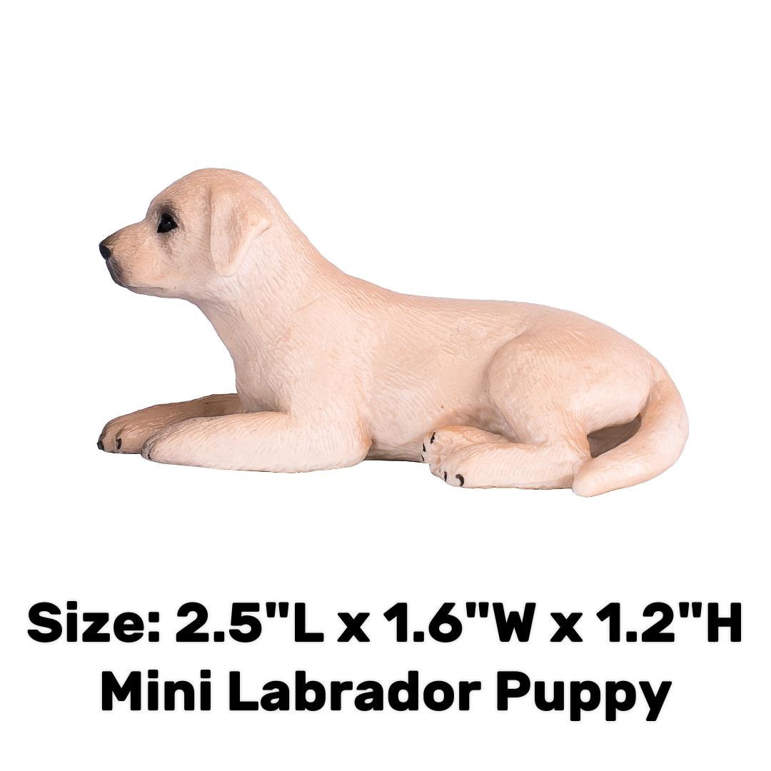 Labrador Puppy - Mojo