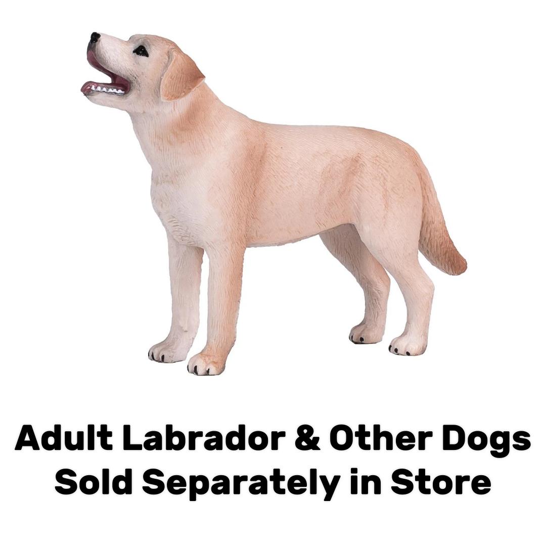 Labrador Puppy - Mojo