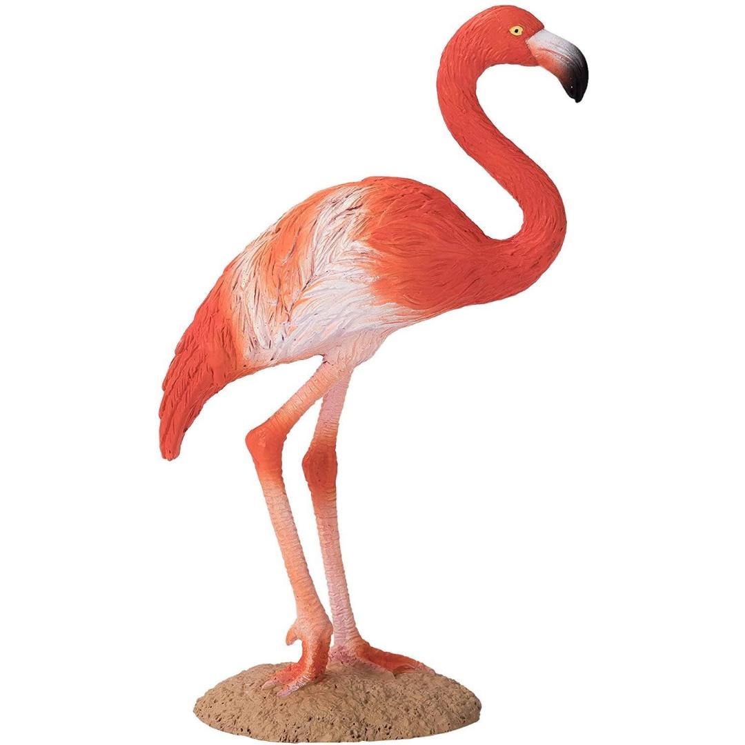 American Flamingo - Mojo