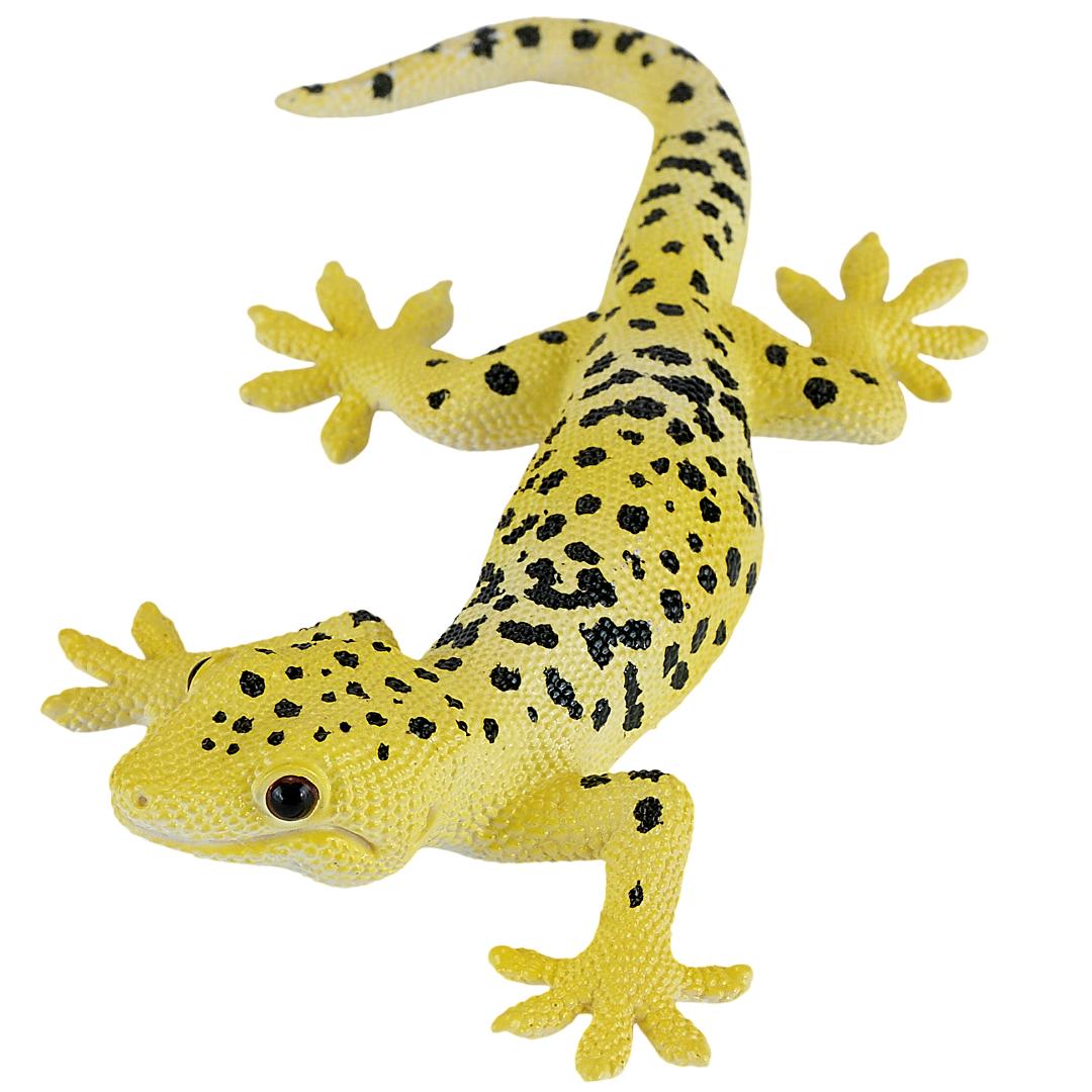 Leopard Gecko - Mojo