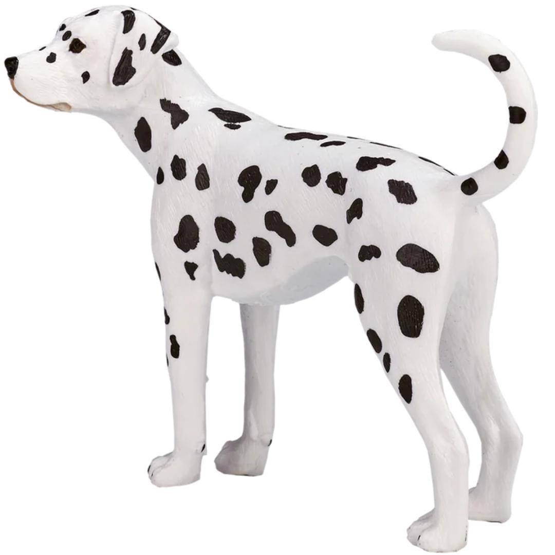 Dalmatian Dog - Mojo