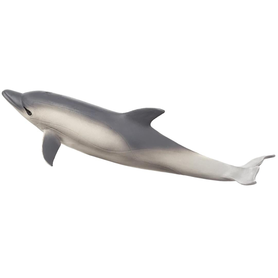 Common Dolphin - Mojo