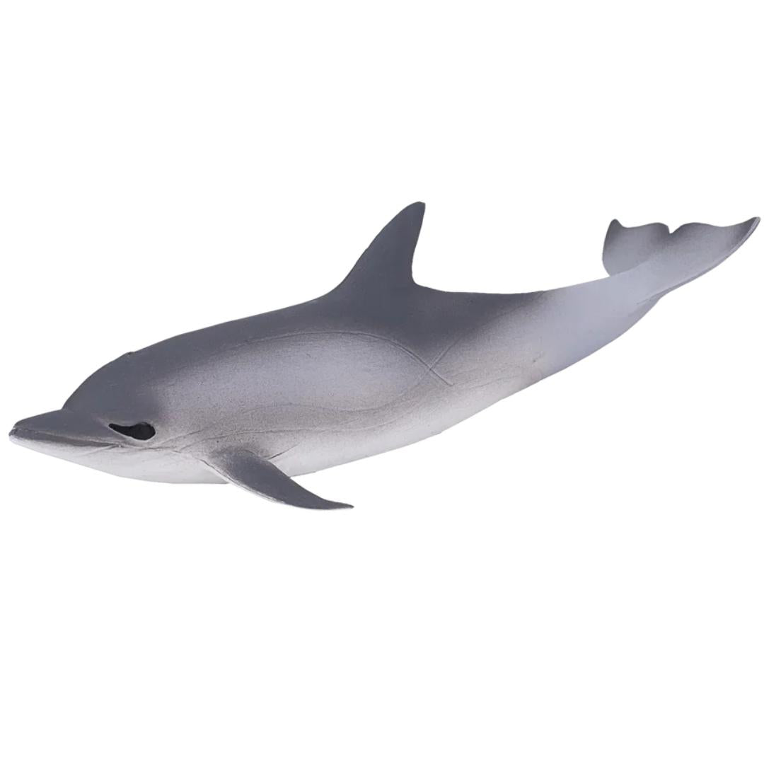 Common Dolphin - Mojo