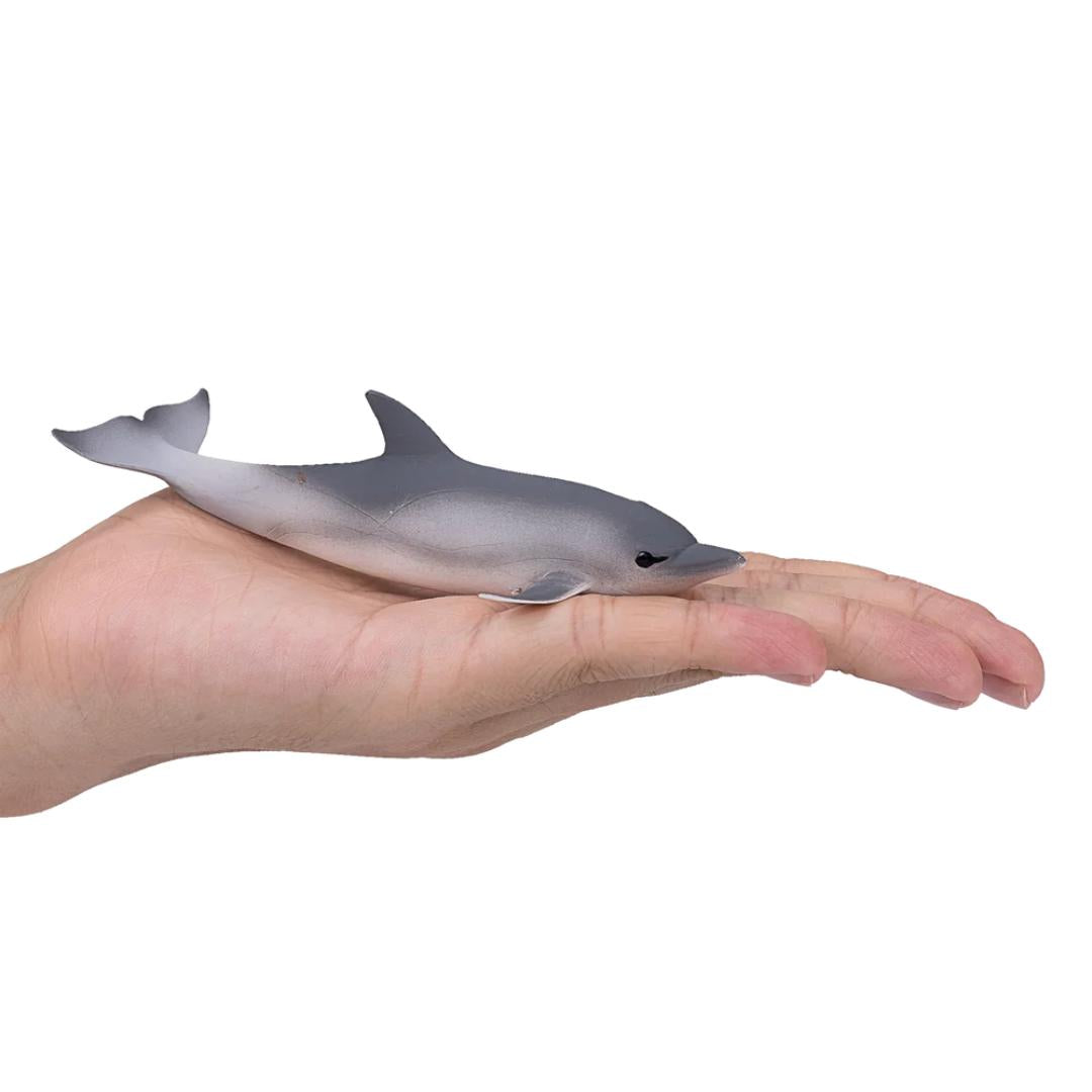 Common Dolphin - Mojo