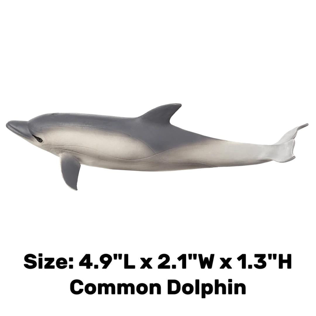 Common Dolphin - Mojo