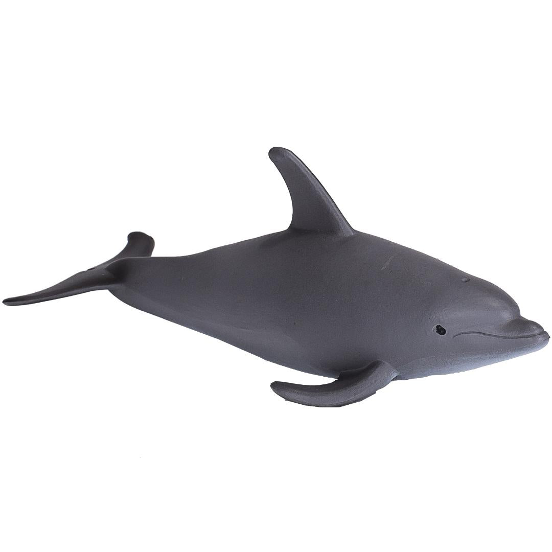 Bottlenose Dolphin - Mojo