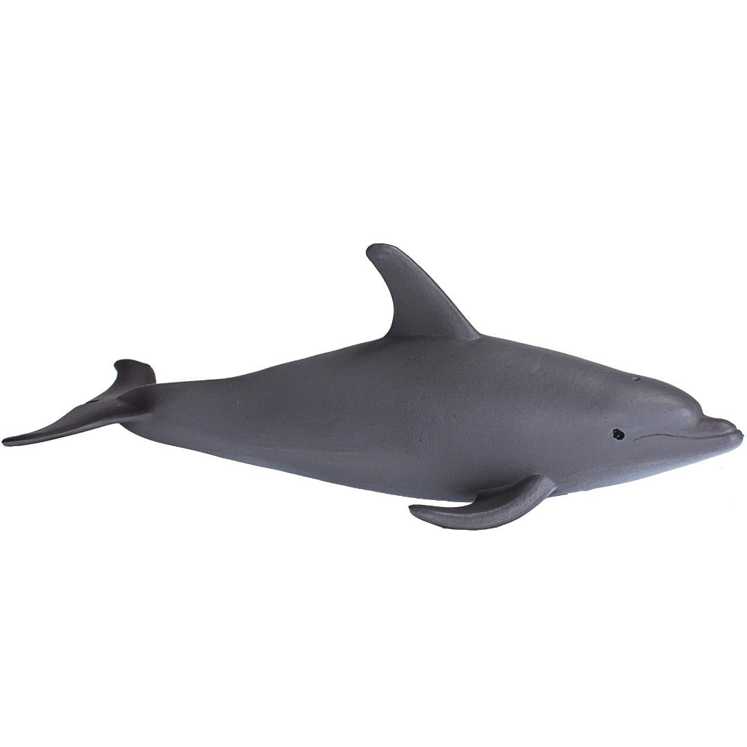 Bottlenose Dolphin - Mojo