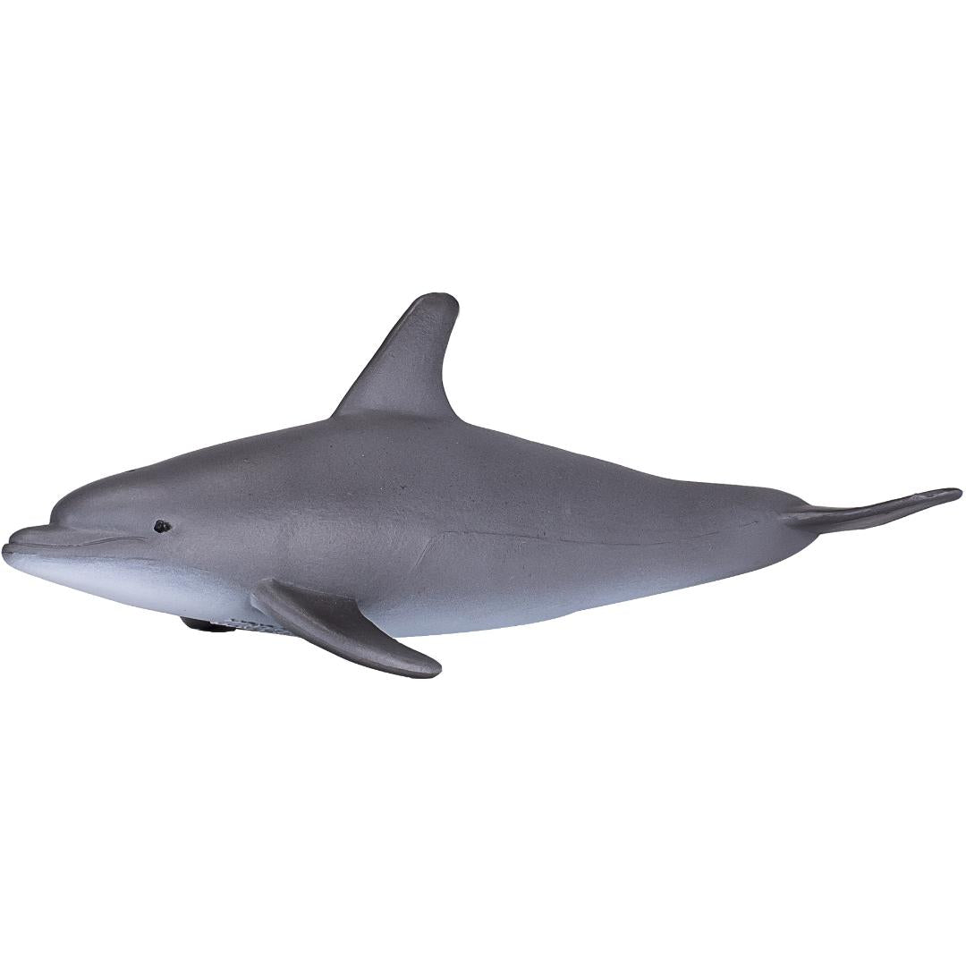 Bottlenose Dolphin - Mojo