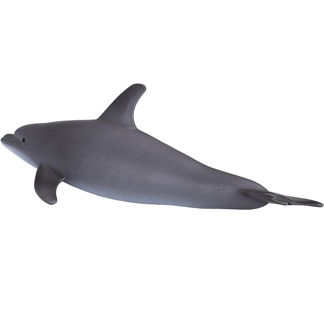Bottlenose Dolphin - Mojo
