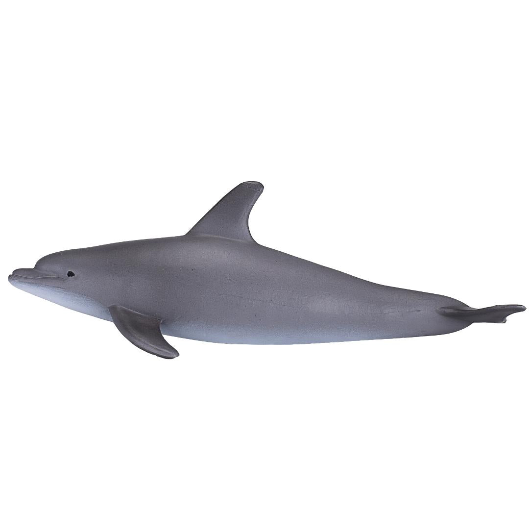 Bottlenose Dolphin - Mojo