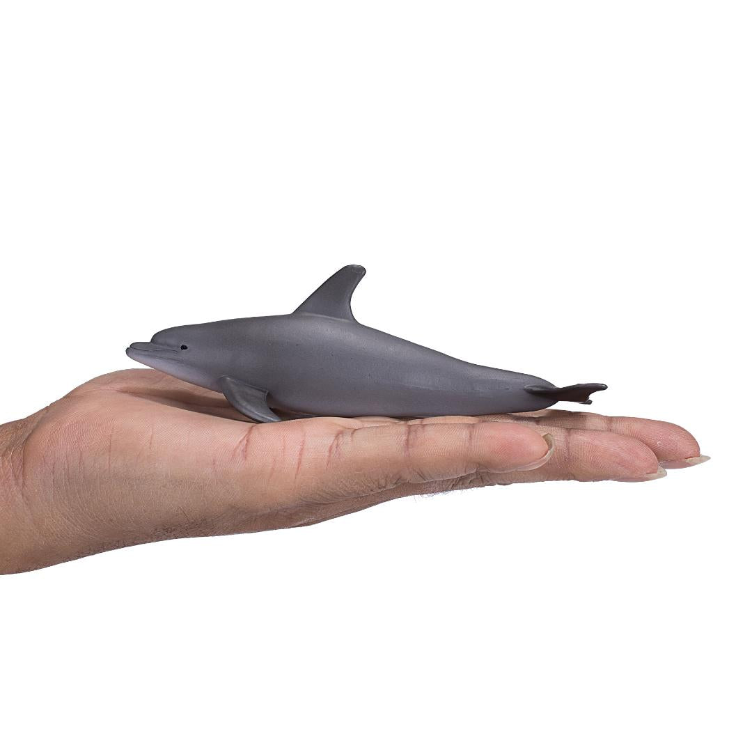 Bottlenose Dolphin - Mojo