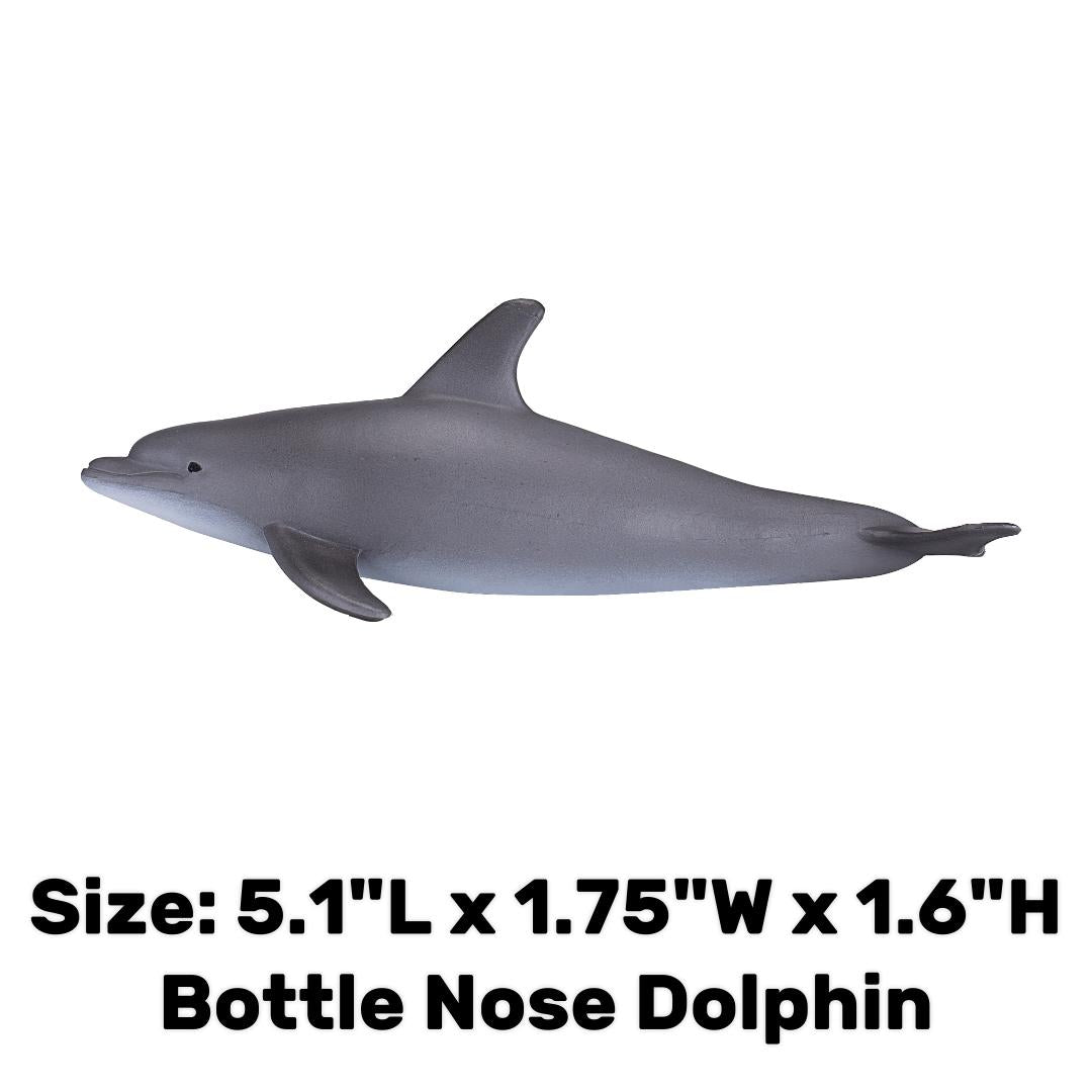 Bottlenose Dolphin - Mojo