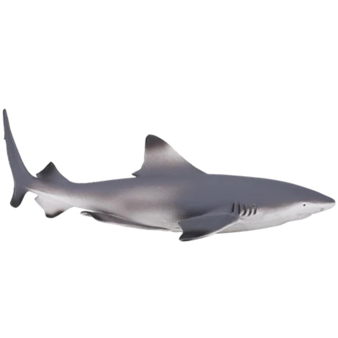 Blacktip Reef Shark - Mojo