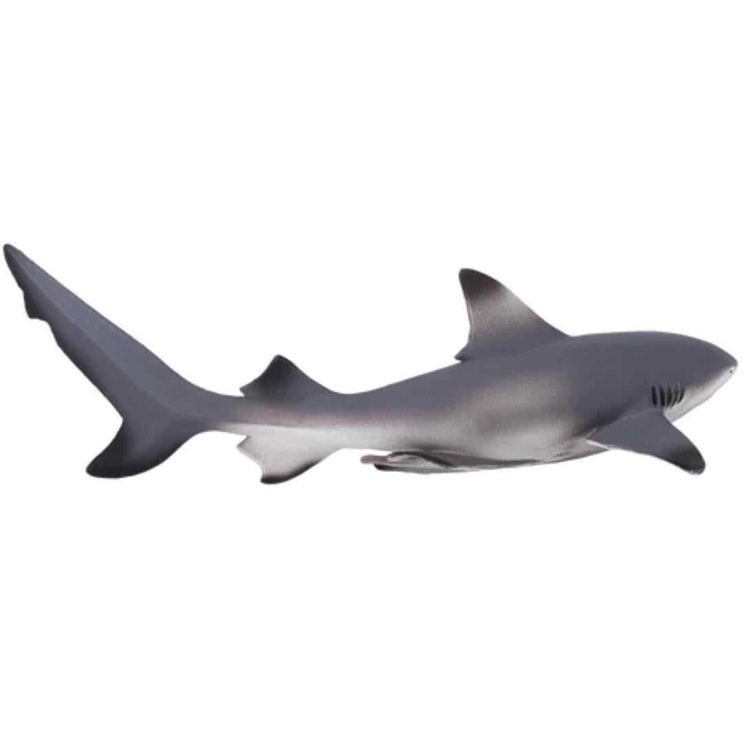 Blacktip Reef Shark - Mojo