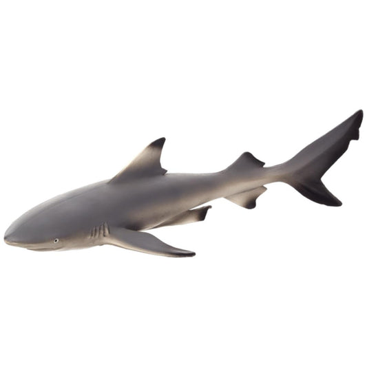 Blacktip Reef Shark - Mojo