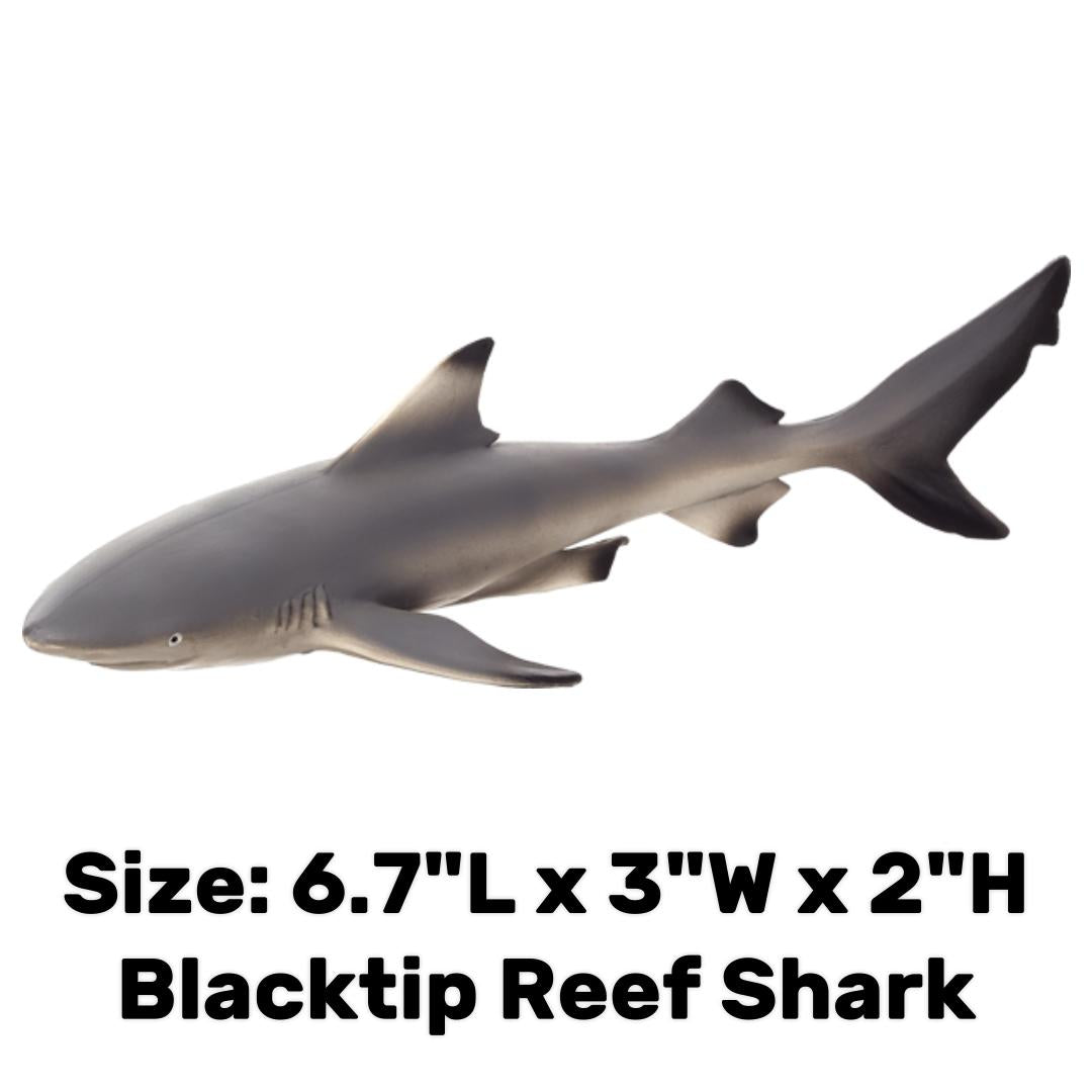 Blacktip Reef Shark - Mojo