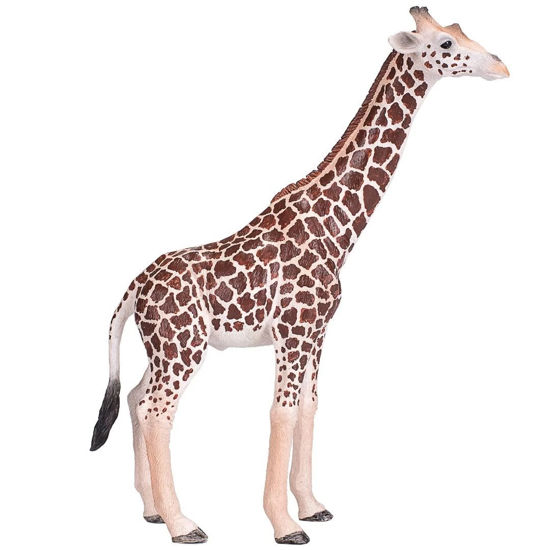Male Giraffe - Mojo