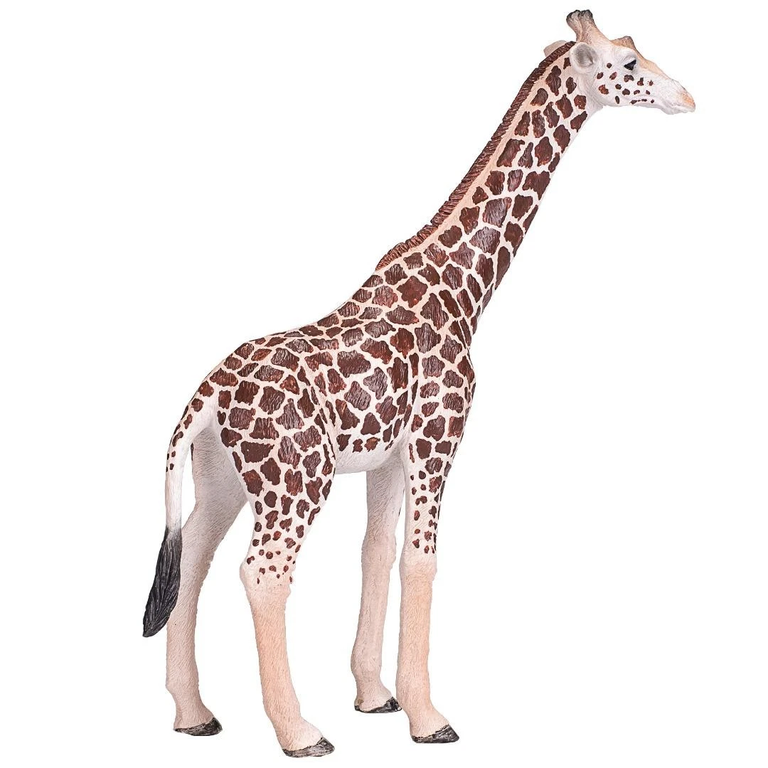 Male Giraffe - Mojo